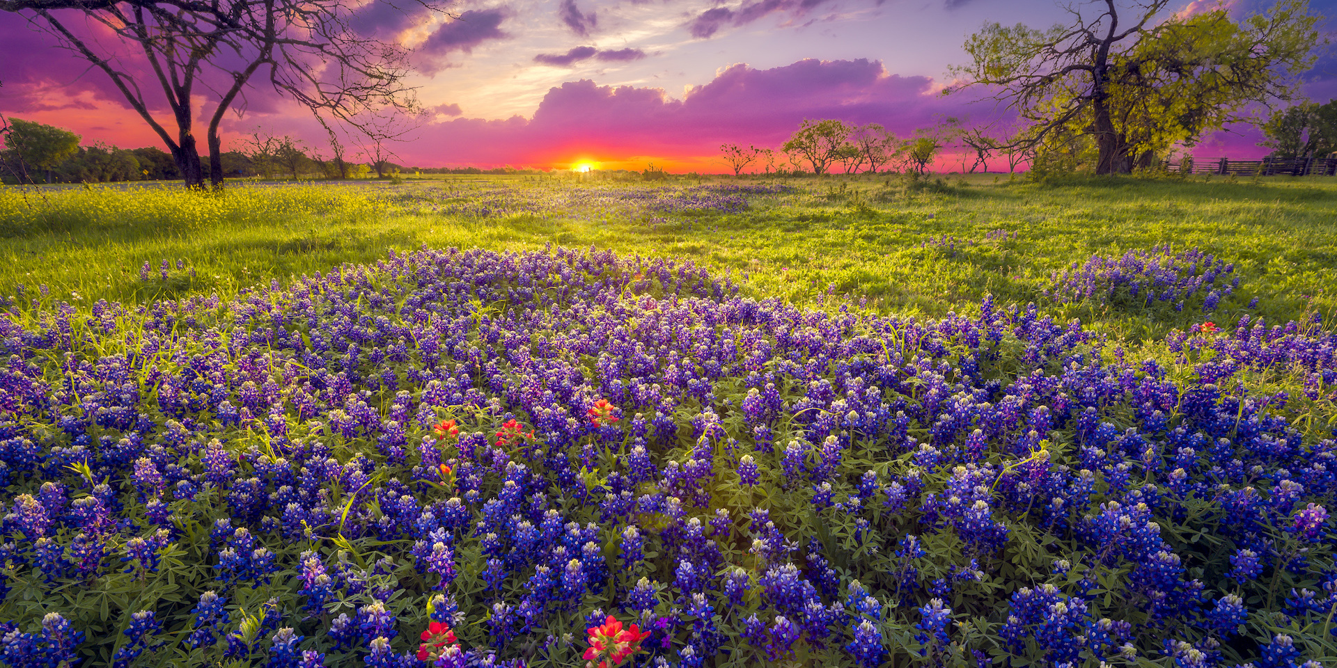 bluebonnet flowers in a field at sunrise