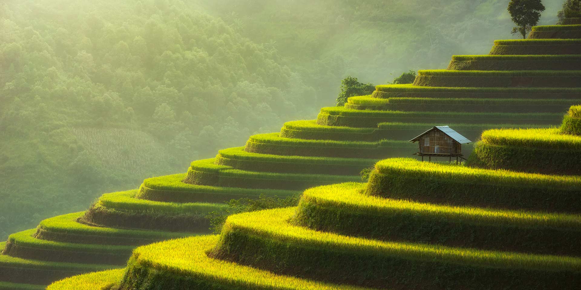 steeped green rice terraces in vietnam