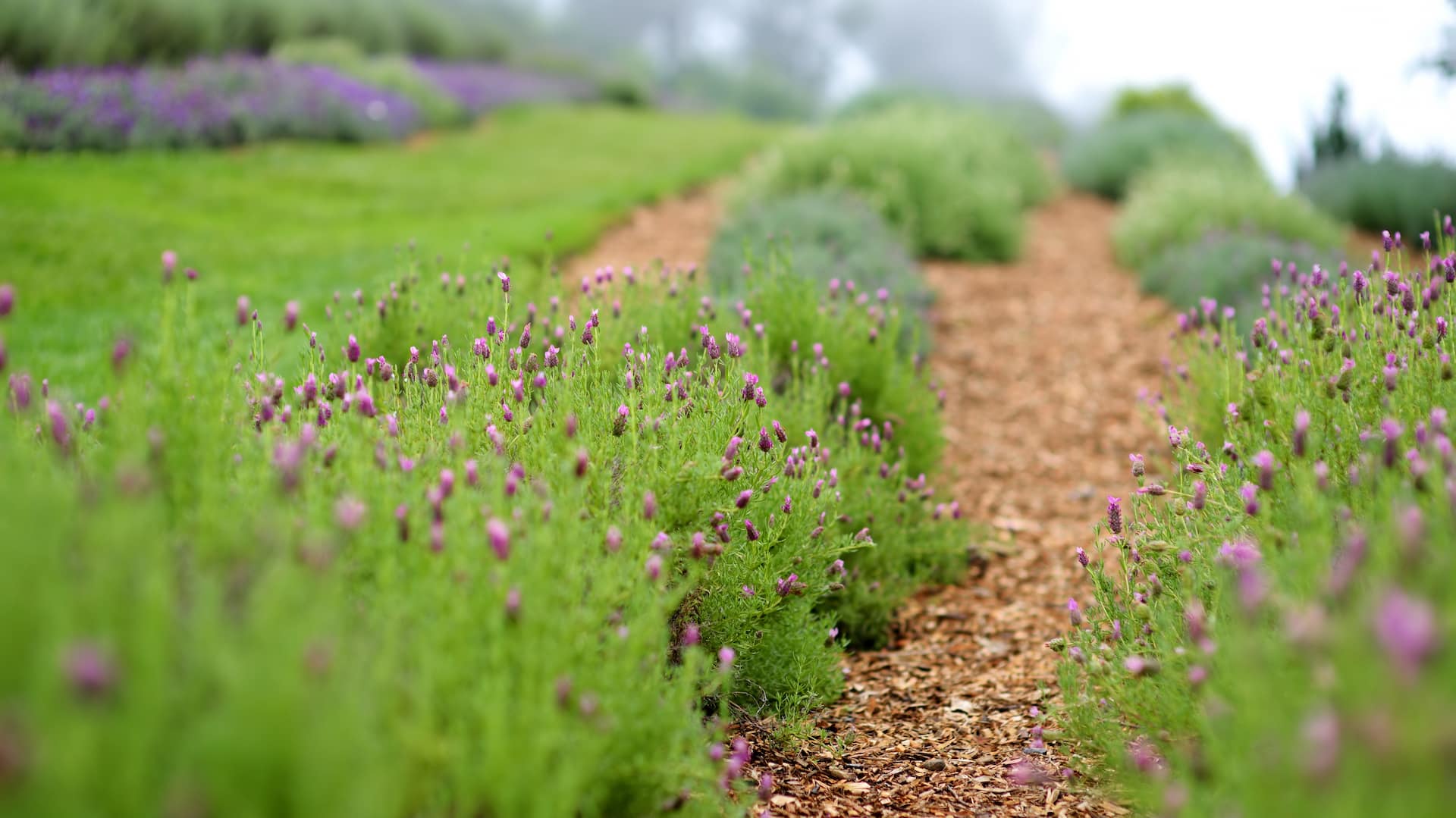 rows of lavender plants on a farm