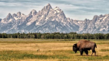 bison in front of grand tetons