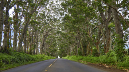 tree tunnel in hawaii