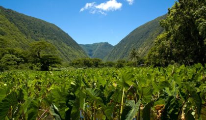 taro plantation in hawaii