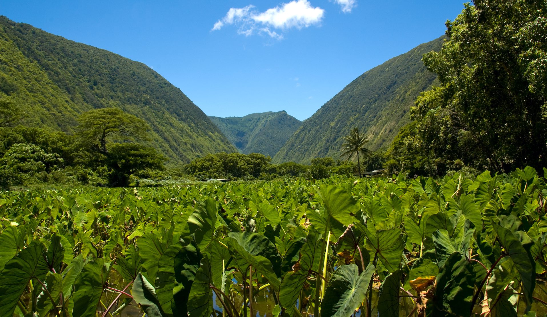 taro plantation in hawaii