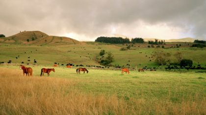 ulupalakua horses in field