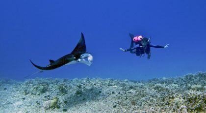person scuba diving with manta ray