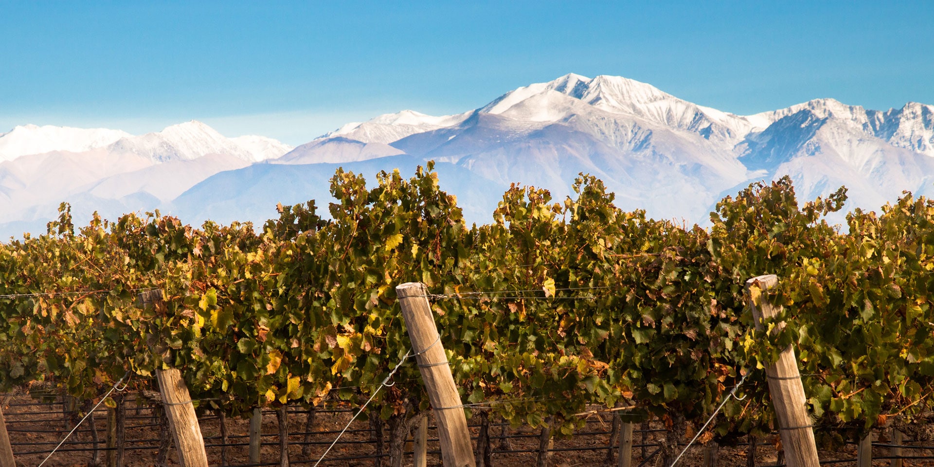 mendoza vines and mountains
