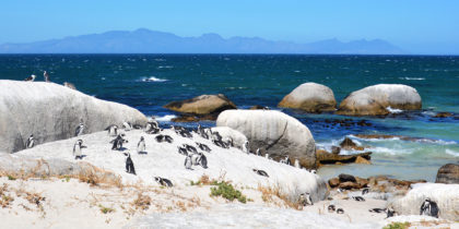 penguins in cape town