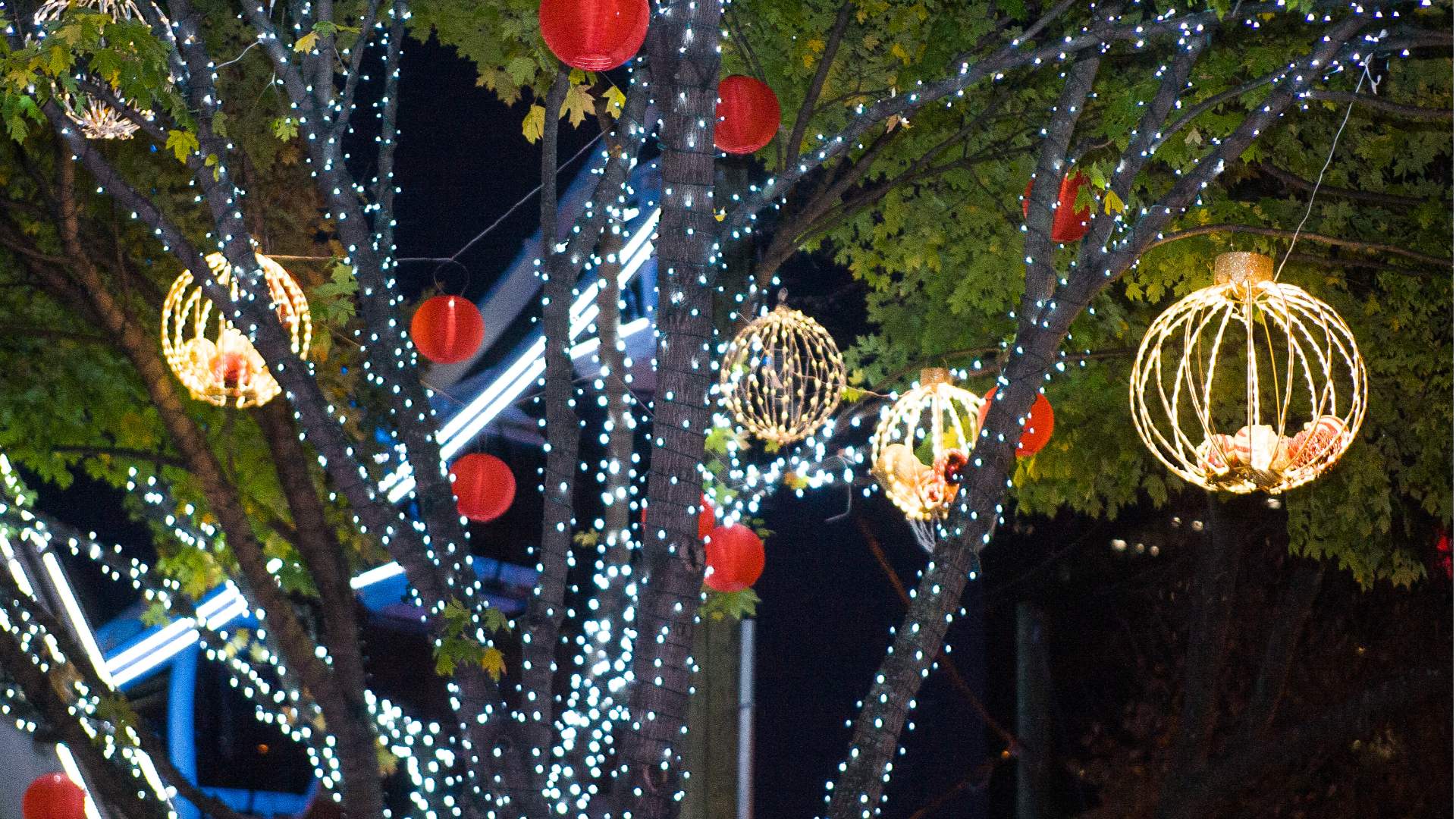 holiday lights on trees
