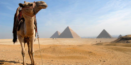 camel and giza pyramid complex