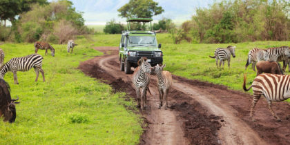 tanzania car safari with zebras