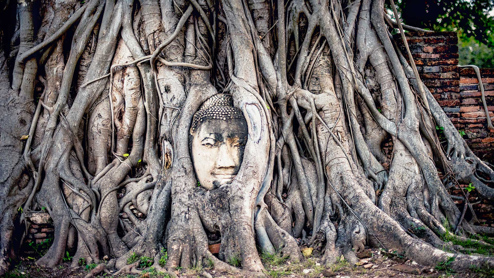 Wat Mahathat face sculpture in vines of tree