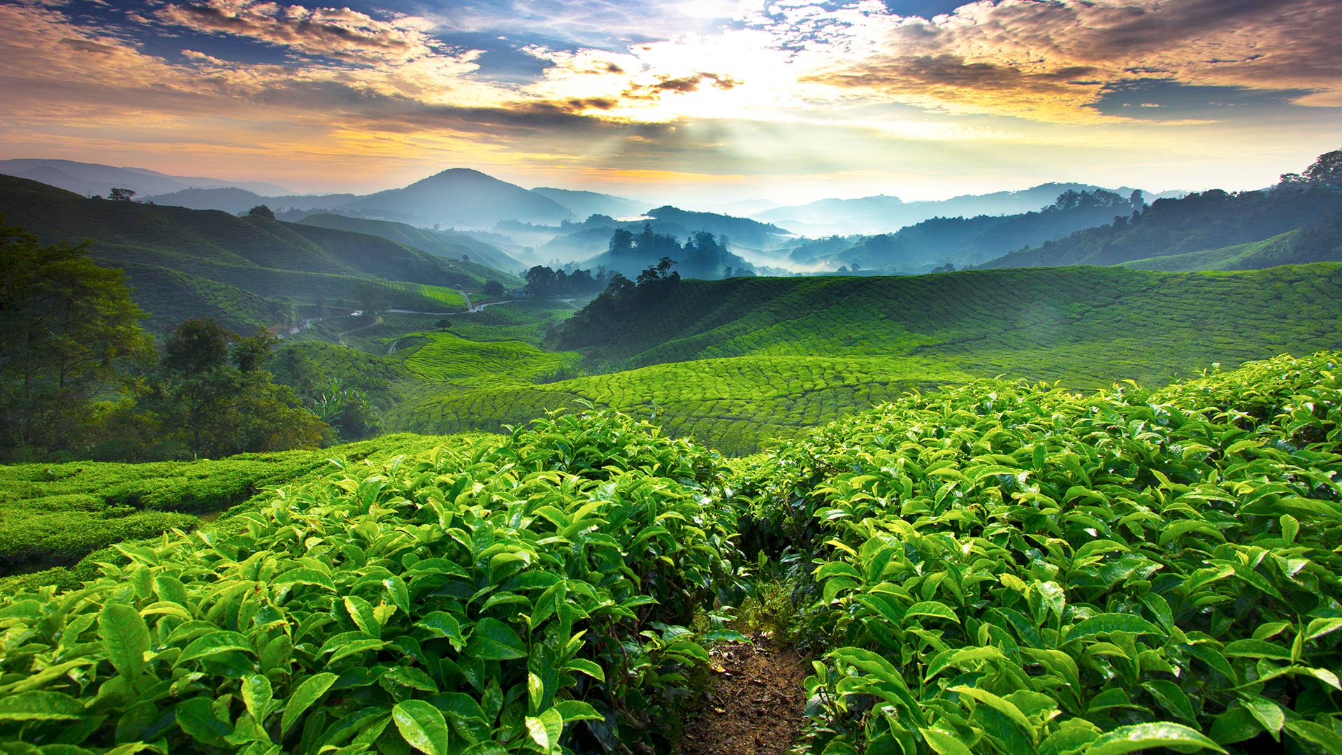 fields of tea in cameron highlands