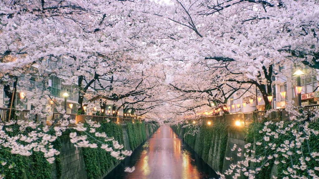 cherry blossoms along Meguro River Tokyo