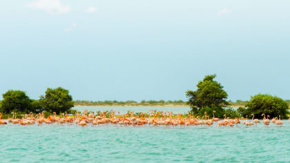 flamingos on sandbar in columbia