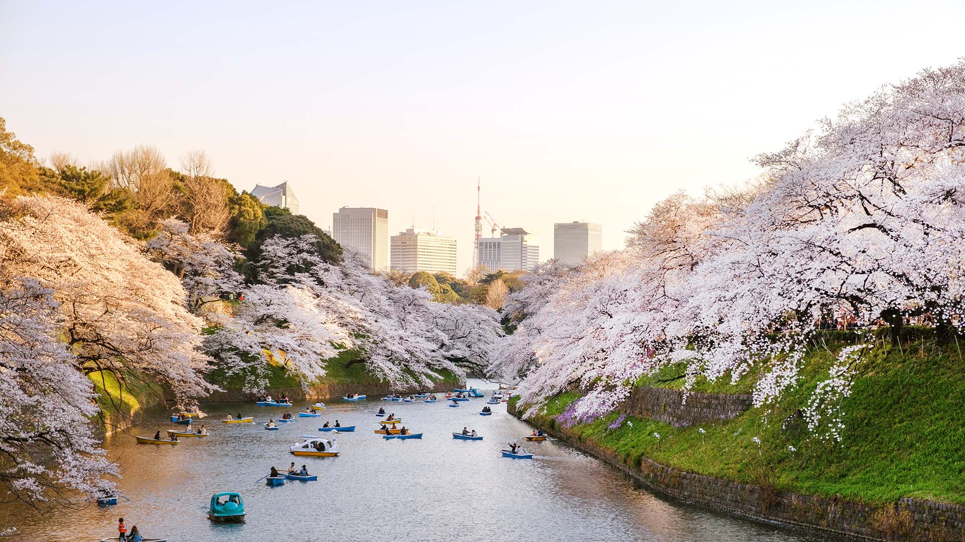 Cherry Blossoms on the banks of the Meguno River in Tokyo.