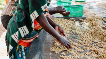 sorting coffee beans in rwanda