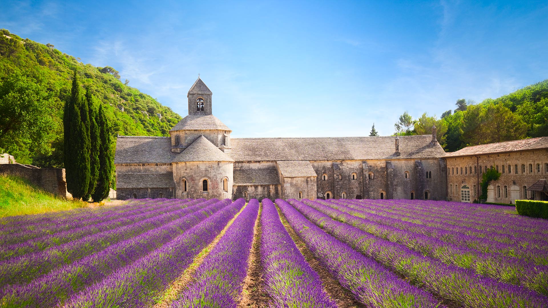 lavender farm in provence