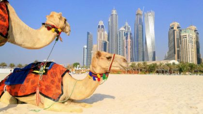 camels on the sand with dubai skyline in background