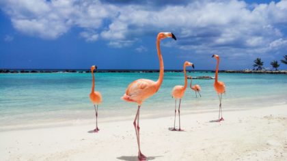 flamingos on aruba beach