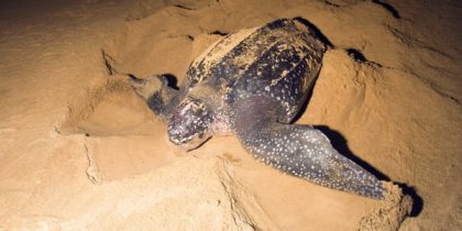 sea turtle making a nest on beach