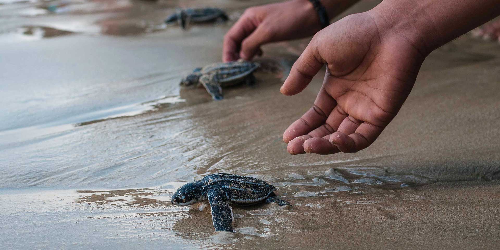 sea turtle hatchlings being released on the beach