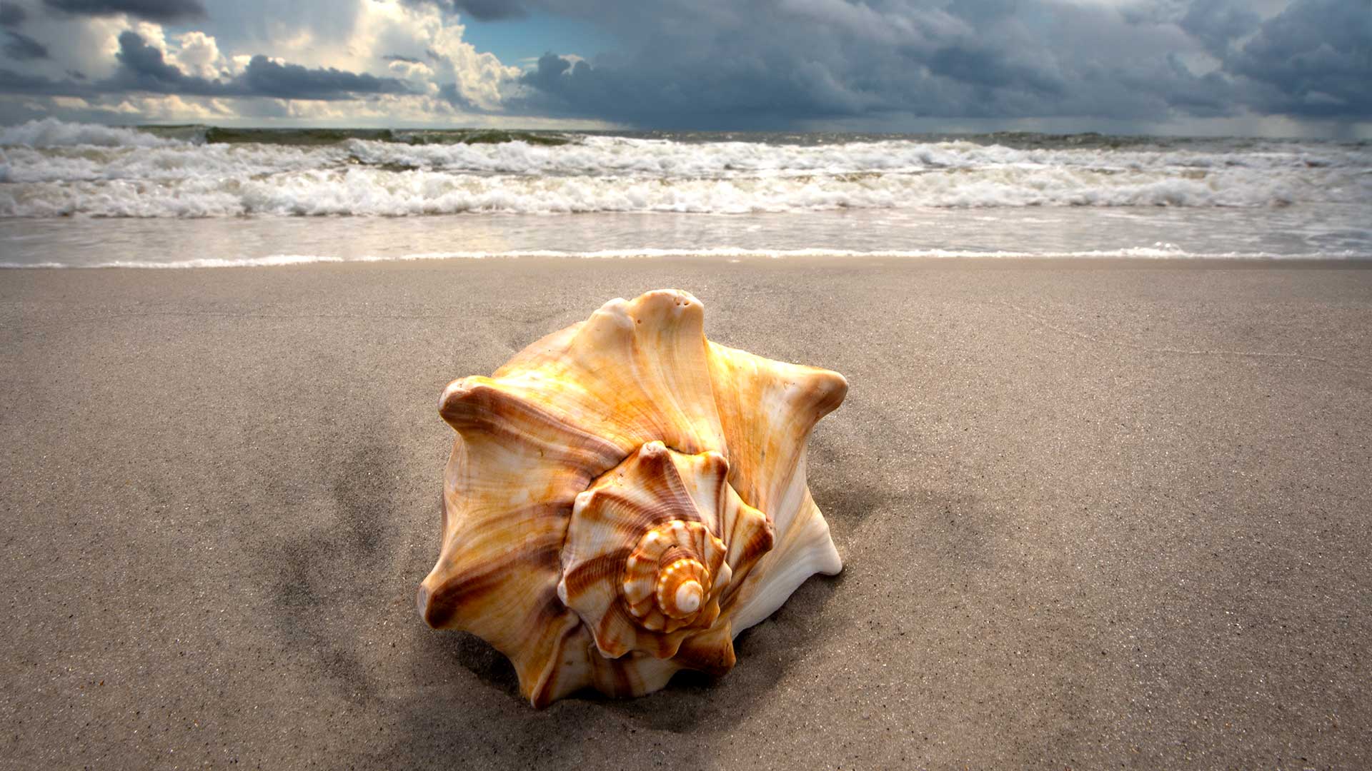 seashell on beach