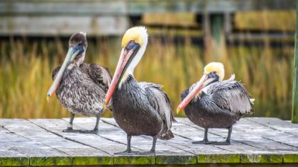 pelicans on boardwalk