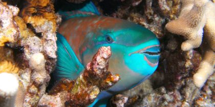 fish in reef