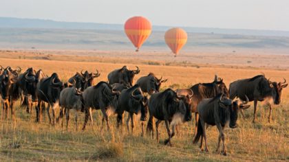 maasai mara migration in kenya