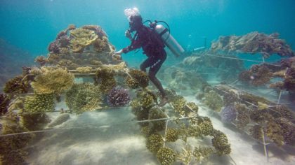 scuba diver protecting coral