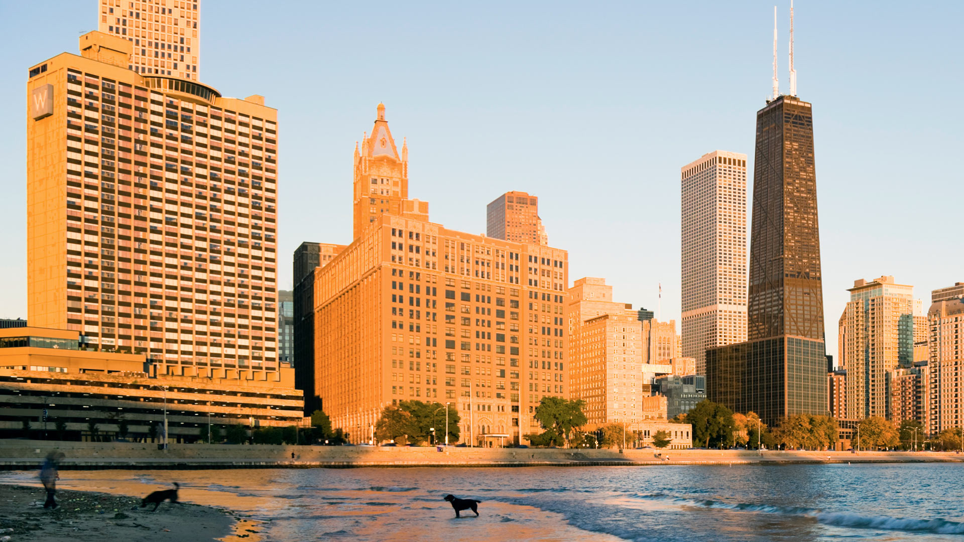 dog on beach in chicago