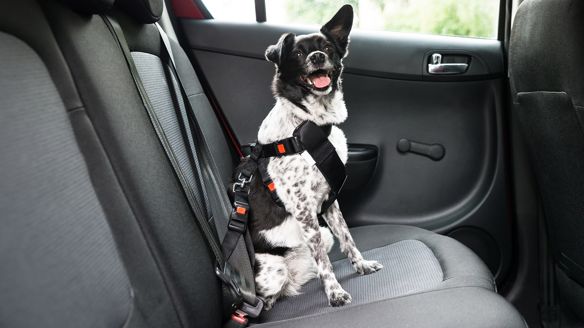 dog in car with seatbelt