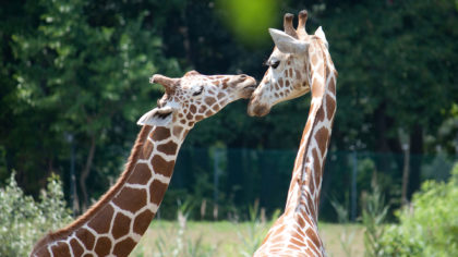 two giraffes nuzzling