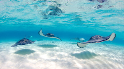 manta rays swimming