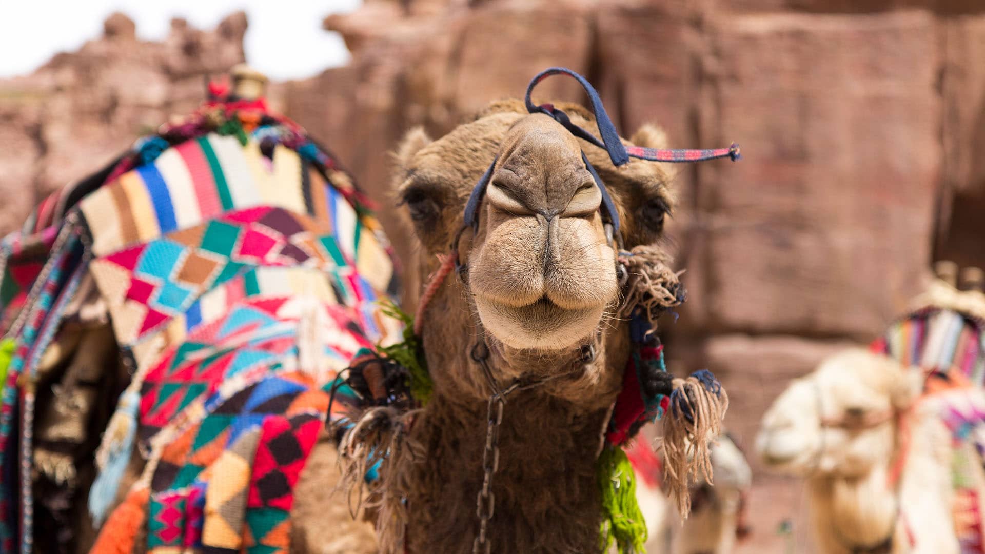camel looking at camera