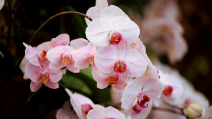 orchid at singapore botanic gardens