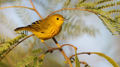 warbler on a branch