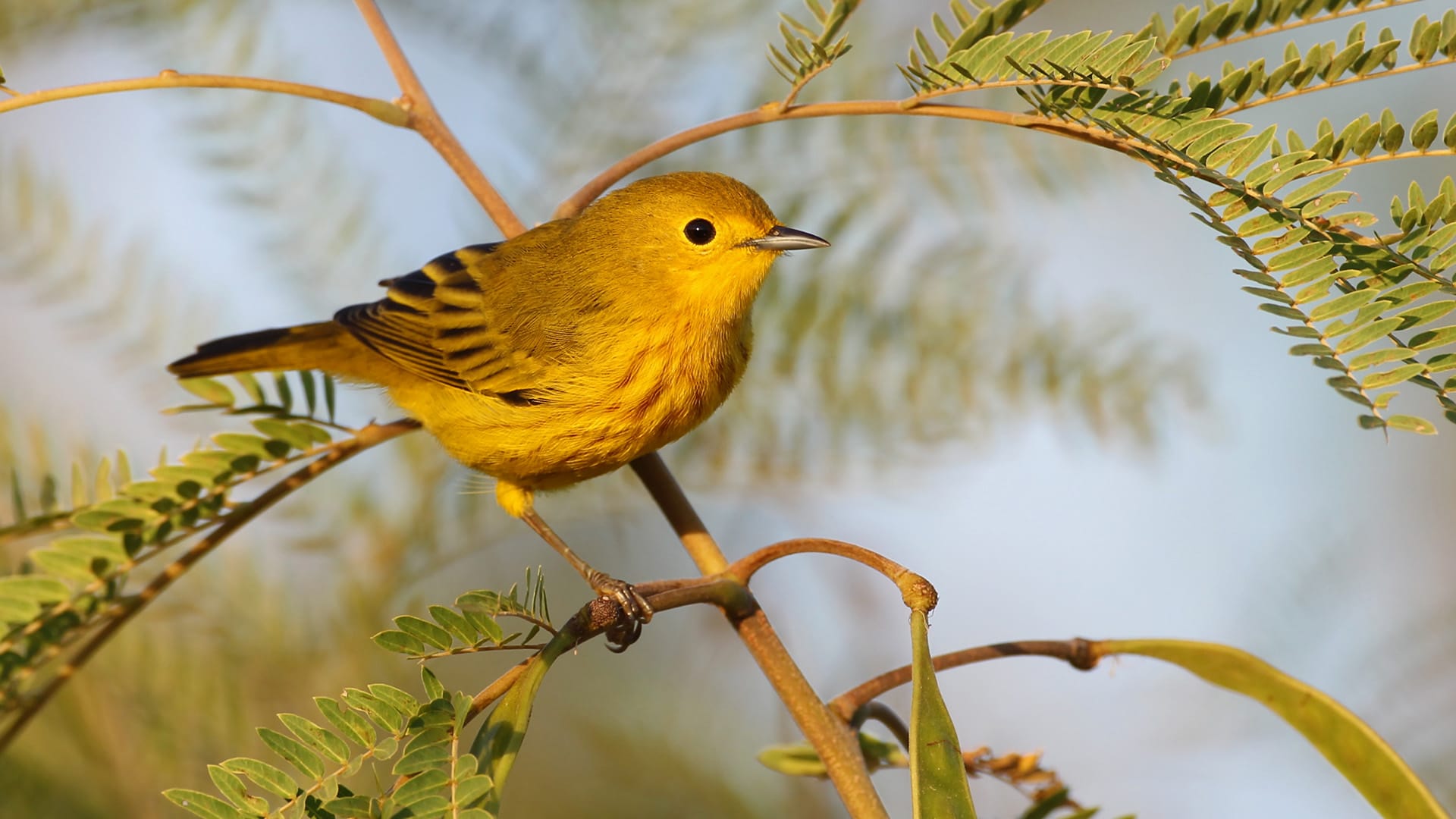 warbler on a branch
