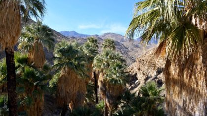 palm trees and mountains in palm springs