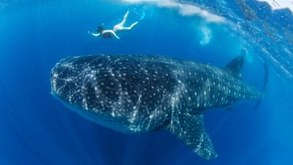 person diving with whale sharks