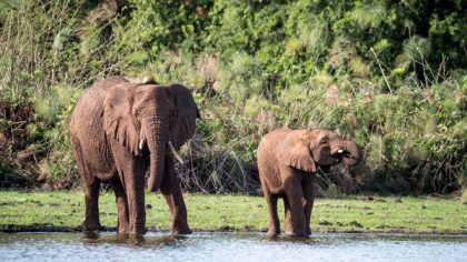 two elephants at water