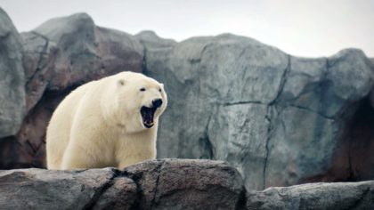 polar bear yawning