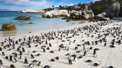 penguins on boulders beach cape town