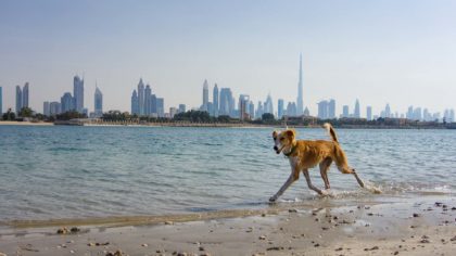 dog on beach in dubai