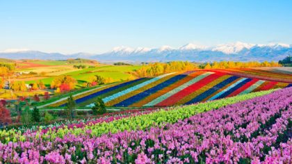Colorful and prismatic flower fields in Hokkaido, Japan