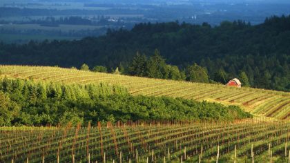 Vineyard in Willamette Valley Oregon