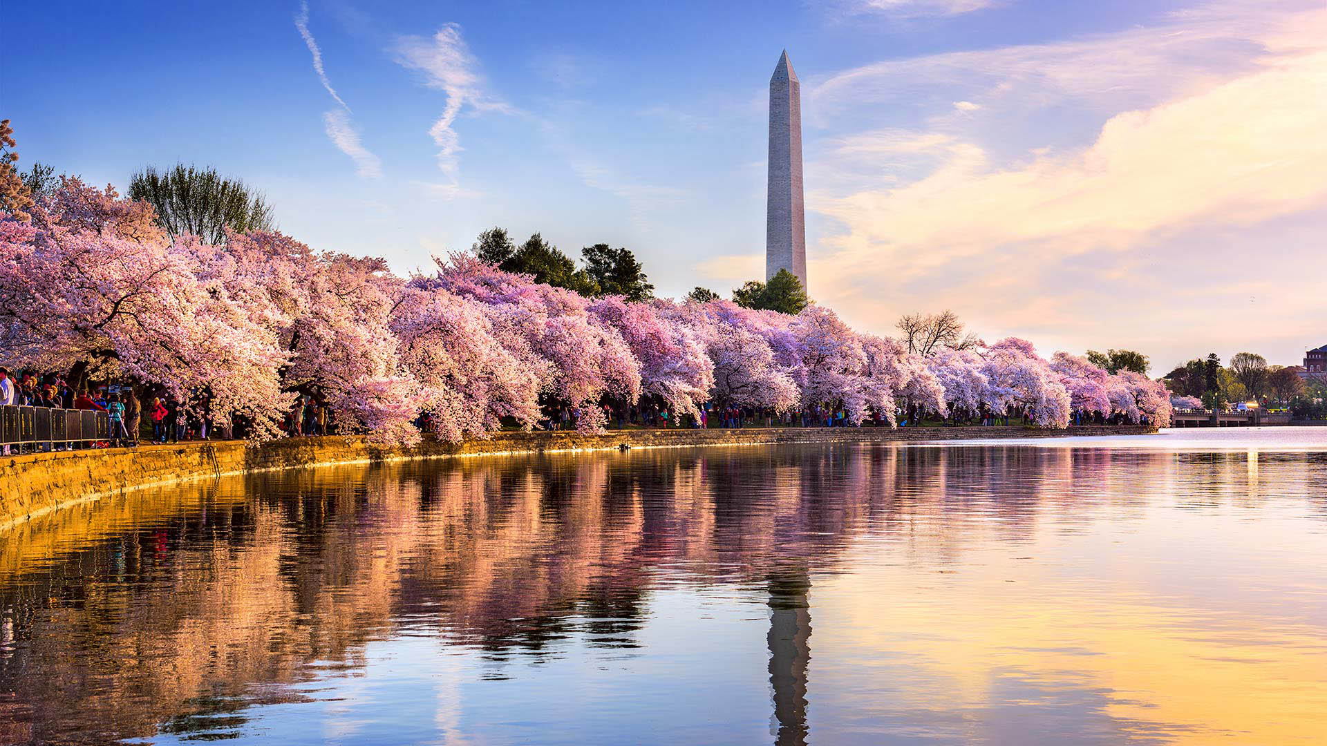 Cherry blossoms in bloom along the Tidal Basin with the Washington Monument in the background.