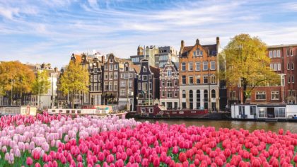 Tulips blooming near the canal in Amsterdam