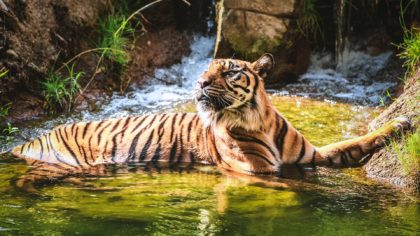 Bengal tiger in water