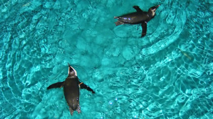 Penguins in water at aquarium